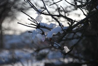 Close-up of frozen plant