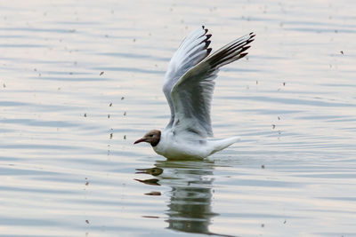 Bird flying over lake