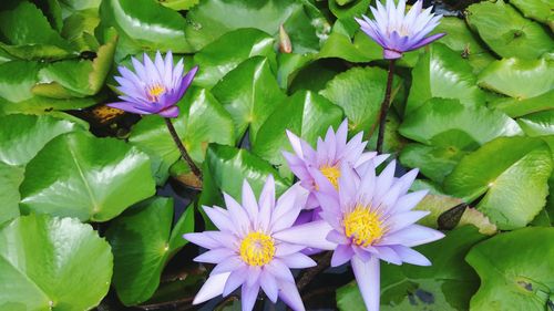 Close-up of purple lotus water lily blooming outdoors