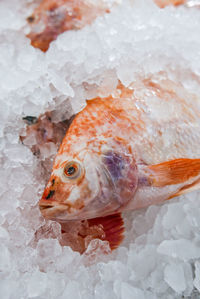 Close-up of fish on ice