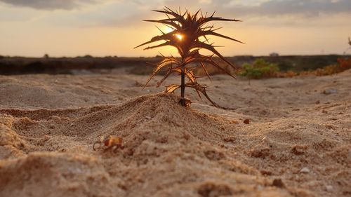 Close-up of sand on field against sky during sunset