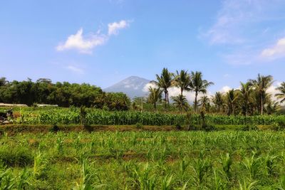 Scenic view of agricultural field against sky