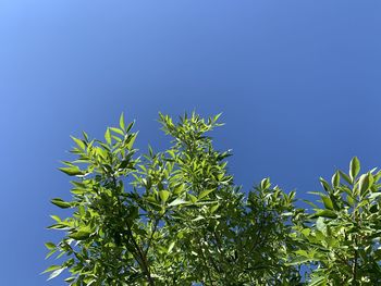 Low angle view of plants against clear blue sky