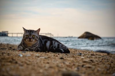 Portrait of a cat on the beach