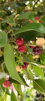 Close-up of red berries growing on tree