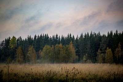 Panoramic view of trees on landscape against sky