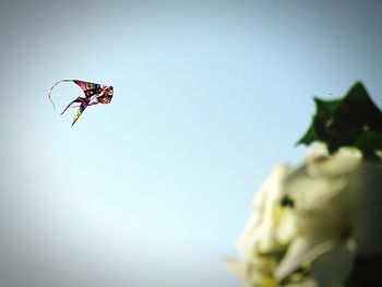 Low angle view of kite against clear sky