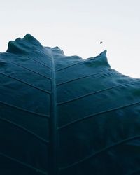 Low angle view of tree against clear sky