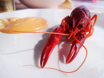 Close-up of red chili peppers in plate on table