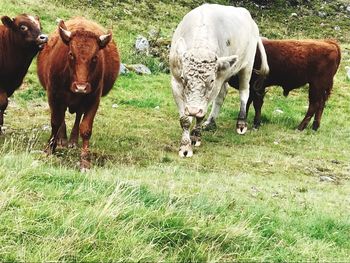 Cows standing in a field