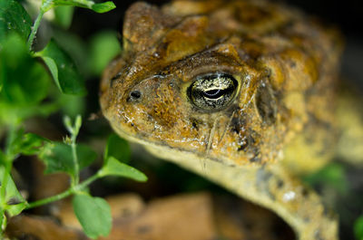 Close-up of lizard