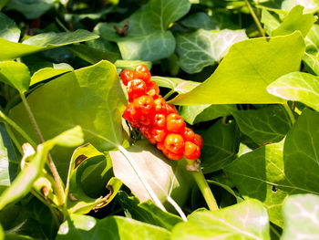 Close-up of ladybug on plant