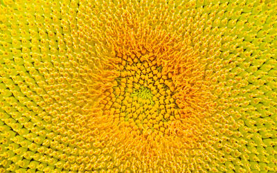 Full frame shot of yellow flowering plant