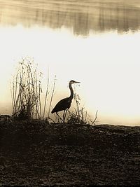 Birds in lake