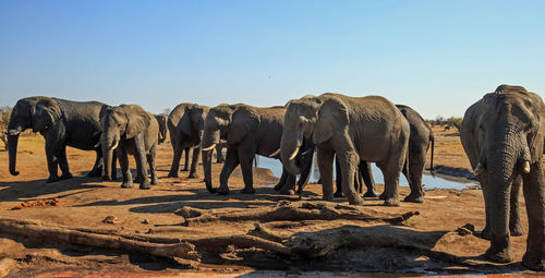 View of  herd of elephants