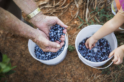 Cropped image of man and granddaughter with blueberries