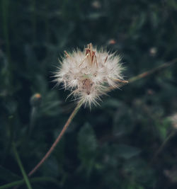 Close-up of dandelion against blurred background