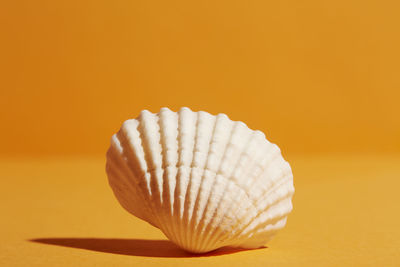 Close-up of seashell on table