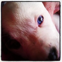 Close-up portrait of a dog