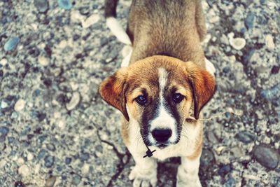 Close-up portrait of puppy