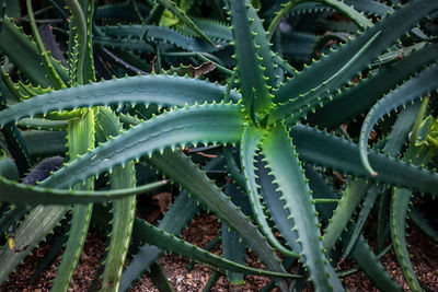 aloe