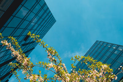 Modern office building exterior with glass facade and cherry blossom branches tree on cloud sky