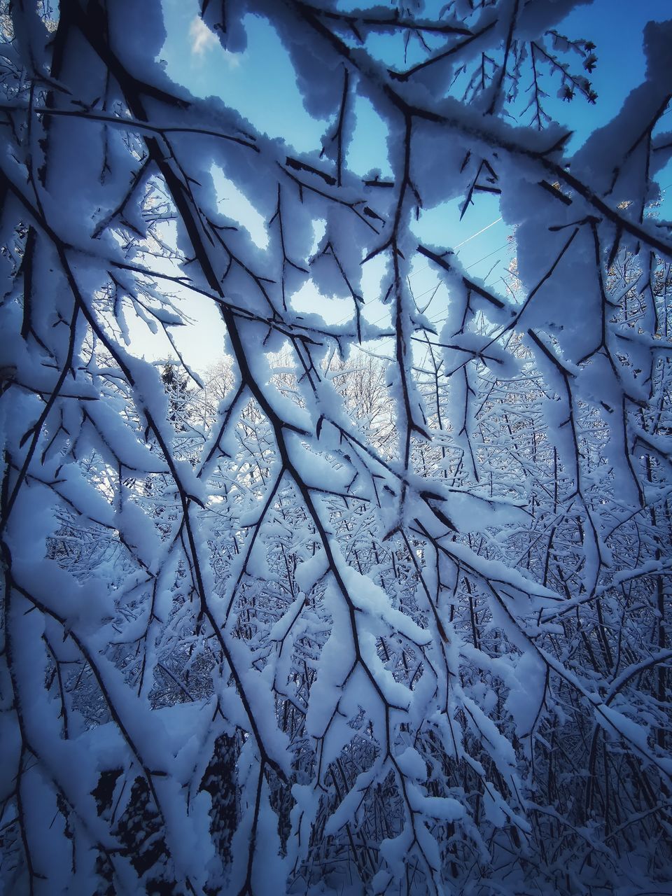 FULL FRAME SHOT OF FROZEN TREE