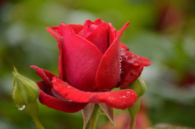 Close-up of red rose