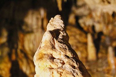 Close-up of statue against blurred background