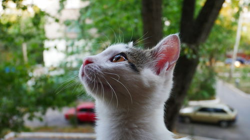 Close-up of a cat looking away