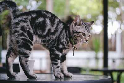 Cat on table