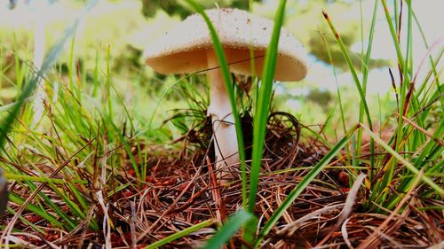 Close-up of mushroom growing on field