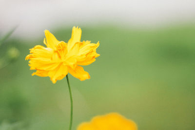 Close-up of yellow cosmos flower