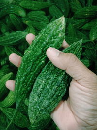 Close-up of hand holding leaf