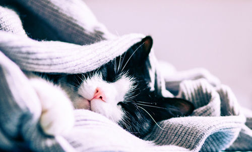 Close-up of cat lying down