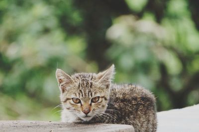 Close-up portrait of a cat