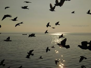 Flock of birds flying over sea