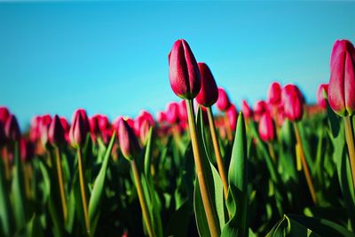 Close-up of tulips blooming on field against clear sky