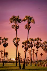 Palm trees on field against sky at sunset