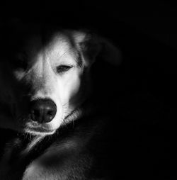 Close-up portrait of a dog