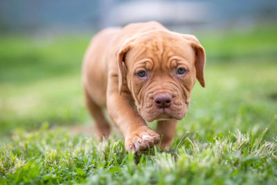 Portrait of dog on field