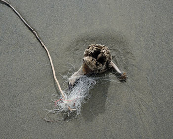 High angle view of driftwood on sand