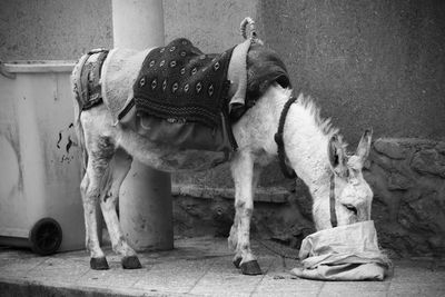 Donkey eating on street against wall