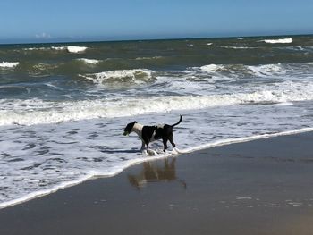 Dog on beach by sea against sky