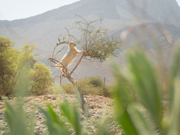 View to the climbing goat to the small tree for eating green leaves. oman.