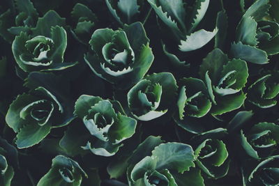 Full frame shot of succulent plants