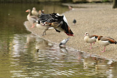 Duck swimming in lake