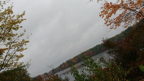 Trees against cloudy sky