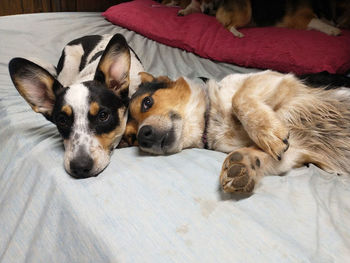 High angle view of dog resting on bed