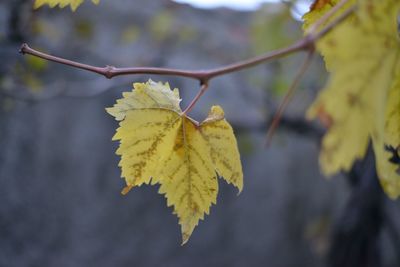 Close-up of yellow leaves against blurred background